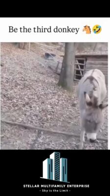 donkey