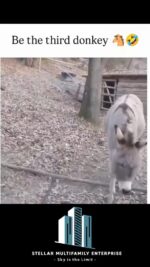 donkey