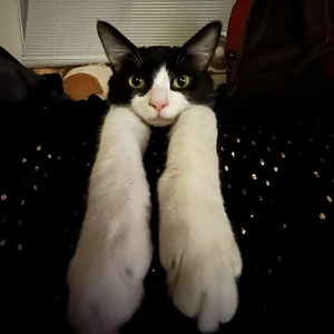 Profile photo of Patricia Chesnis