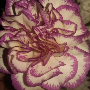 Profile photo of Kimberley Wright